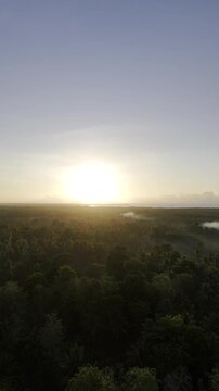 Aerial drone view of Coconut plantations of Southern Palawan glowing in warm morning light