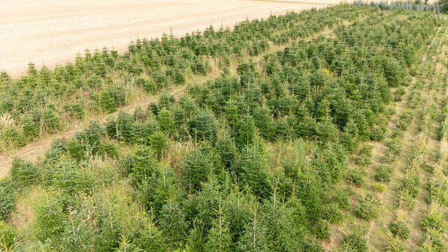 Aerial Drone View of a Christmas Tree Plantation, Evergreen Fir Tree Field Growing in Soft Natural Daylight
