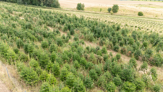 Aerial Drone View of a Christmas Tree Plantation, Evergreen Fir Tree Field Growing in Soft Natural Daylight