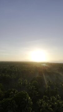 Aerial drone view of Coconut fields of Southern Palawan facing the rising sun