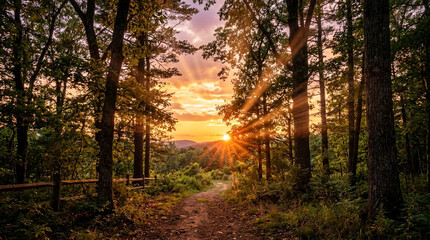 Fototapeta premium Forest path bathed in golden sunset light, sun rays piercing through trees