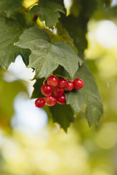 Close-up of bright red viburnum berries with green leaves