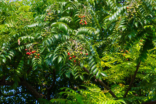 Dau da xoan (Allospondias lakonensis) growing in Vietnam, featuring lush compound foliage, developing fruit clusters, and dense green tropical vegetation.