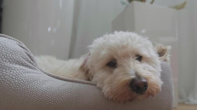 Cute White Fluffy Maltipoo Dog Resting Head on Gray Pet Bed In Modern Bright Living Room Angle Shot