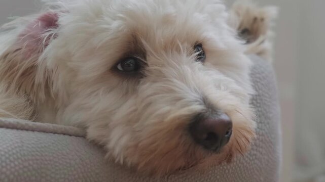 Adorably Sleepy White maltipoo Puppy Resting Head on Edge of Pet Bed Macro Close Up View