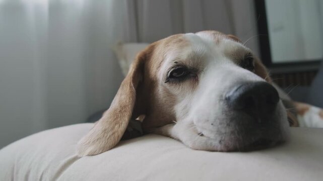 Sleepy Beagle Dog Resting Head on Cushion Looking at Camera Indoors In Soft Daylight Close Up