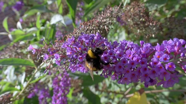 White Tailed Bumblebee (Bombus lucorum) flying between Buddleia flowers in slow motion May, Kent, UK [Slow motion x10] 