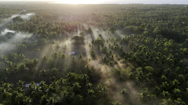 Aerial drone view of Coconut trees casting long shadows through fog over Brooke's Point at sunrise