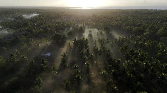 Aerial drone view of Coconut trees and long shadows emerging through morning fog in Brooke's Point