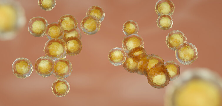 Golden staph, MRSA, Staphylococcus aureus, Coccus, Diplococcus, Streptococcus illustration. Photo stock