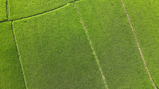 Aerial view of vast green rice paddies divided by narrow pathways, showcasing rural agricultural landscape.