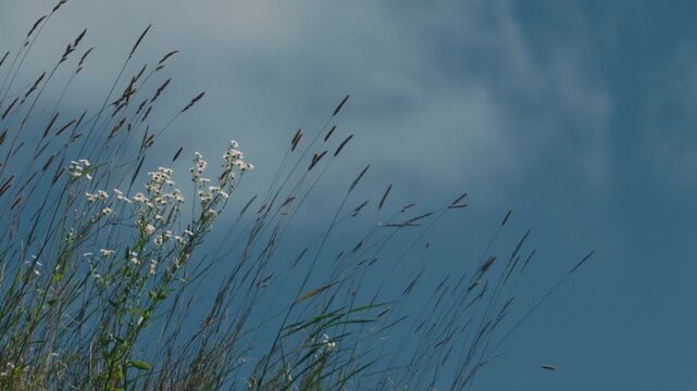 Grass swaying in the wind against a blue sky with drifting clouds
