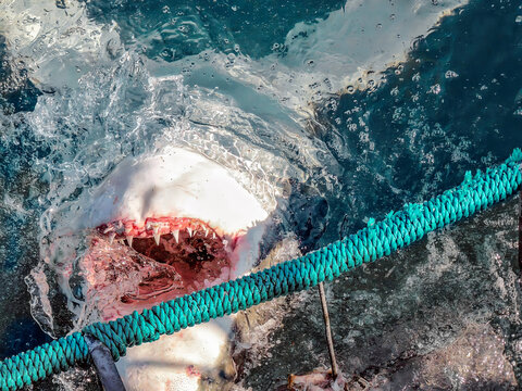 
A great white shark curiously encircles a boat off the coast of Gansbaai in South Africa. Shark emerging from the deep waters of shark alley and taking bait.