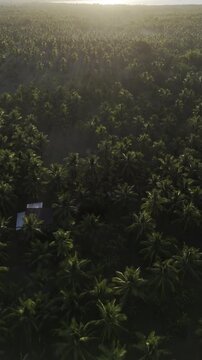 Aerial drone view of Coconut plantation with rows of trees casting long shadows across fog at sunrise