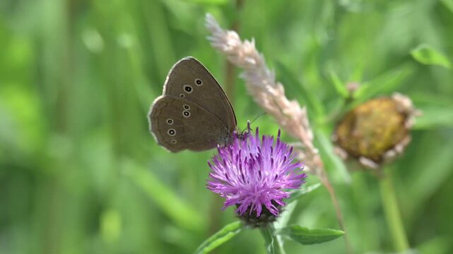 Ringlet butterfly (Aphantopus hyperantus) feeding on a thistle flower. June, Kent, UK [Slow motion x5]