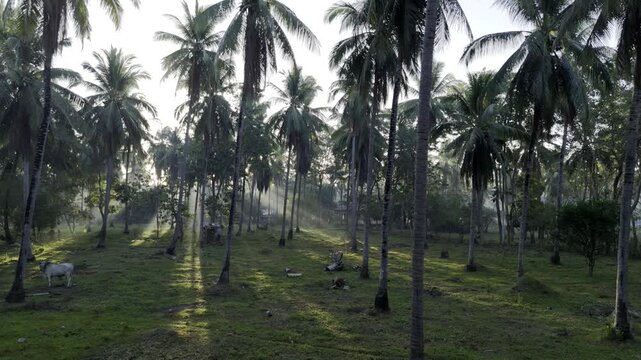Aerial drone view of Sun rays shining through coconut trees in Southern Palawan