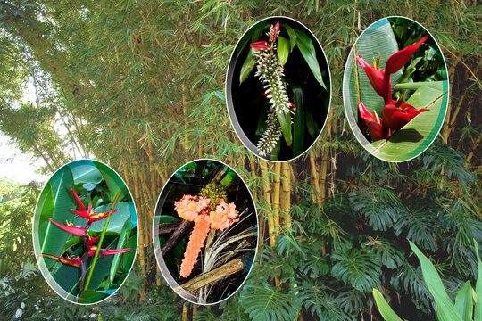 Photographic collage featuring tropical flowers and plants from Costa Rica, including colorful Heliconia, Carludovica and bromeliad, presented as botanical detail photographs, bamboo background.