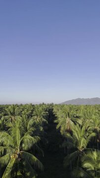 Aerial drone view of Orderly rows of coconut trees in a large plantation in Southern Palawan