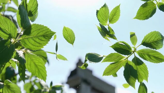 Fresh green herb leaves floating and spinning through the air filmed at 1000fps to capture incredible detail for culinary commercials