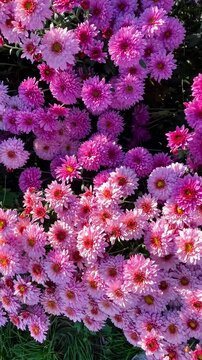 Beautiful pink chrysanthemums blooming in field on sunny day, vertical video