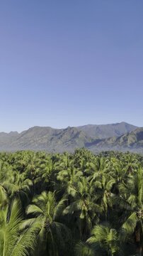 Aerial drone view of Coconut canopy over a plantation with mountains beneath a clear blue sky