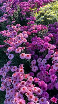Many pink chrysanthemums blooming in field on sunny day, vertical video