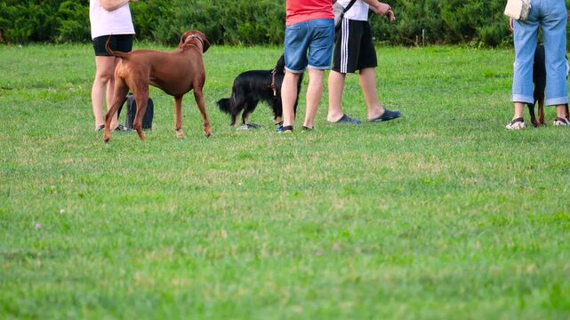 A Rhodesian Ridgeback, a playful Siberian Husky, and a black Hovawart interact with people and socialize on a green park lawn during an evening group gathering.