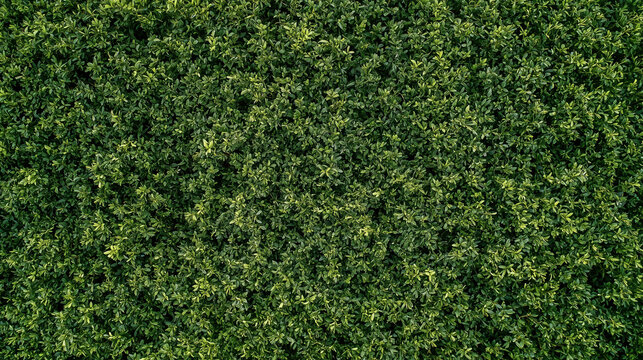 Aerial top view of green forest