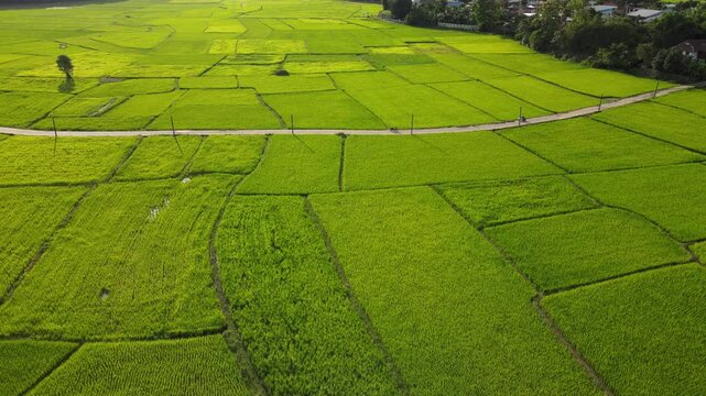 Aerial view of vibrant green rice paddies divided by narrow paths under clear daylight, showcasing rural agricultural landscape.