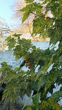 Hummingbird feeding on a variegated abutilon plant