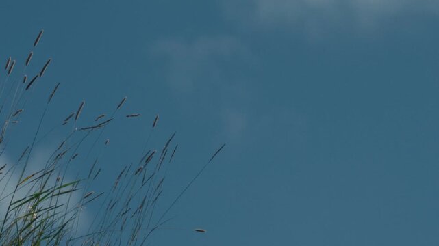 Grass swaying in the wind against a blue sky with drifting clouds
