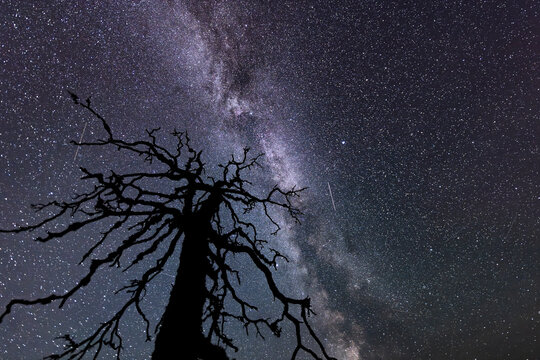 Milky Way Seen Through the Silhouette of a Bare Tree