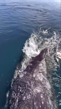Gray whale swimming near the ocean surface showing rough skin texture and barnacles