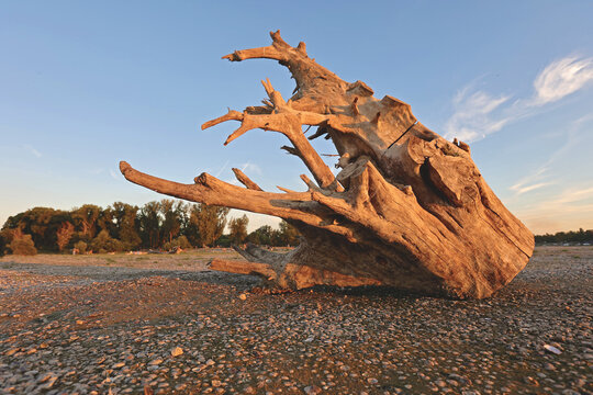 Weathered Driftwood on Shore