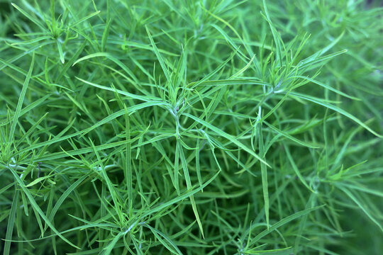 Vibrant Green Fine Foliage