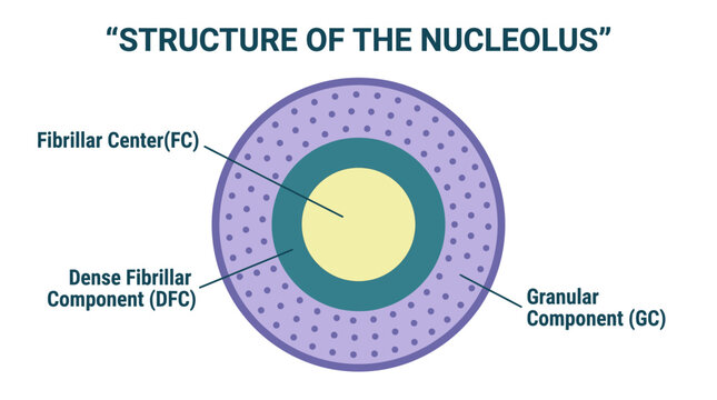 Structure of the Nucleolus Infographic
