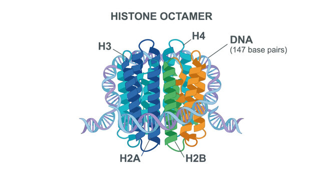 Histone Octamer DNA Complex Infographic
