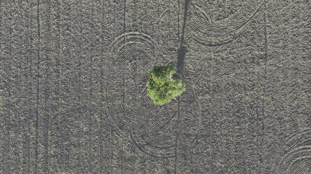 Aerial drone view of Lone tree in an agricultural field with tractor tracks across the soil