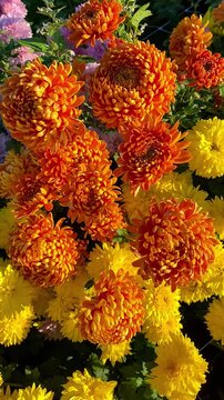 Bright yellow pink chrysanthemums blooming in field on sunny day, vertical video