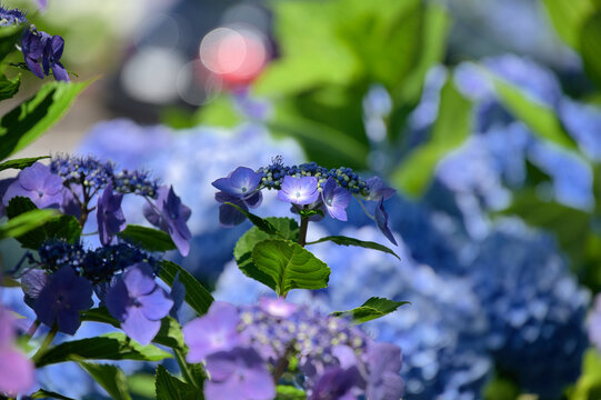 初夏の彩り
