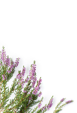 Purple heather flowers on a white background with copy space