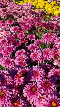 Bright pink chrysanthemums blooming in field on sunny day, vertical video