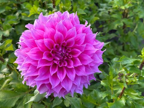 Dahlia pinnata pink flower in garden.