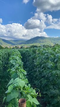 Views of green bean plants in a field with mountains and blue sky in the background