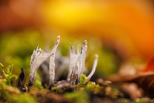 Geweihf&ouml;rmige Holzkeule (Xylaria hypoxylon)