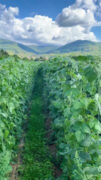 Green crops grow in a field under blue sky with clouds in summer