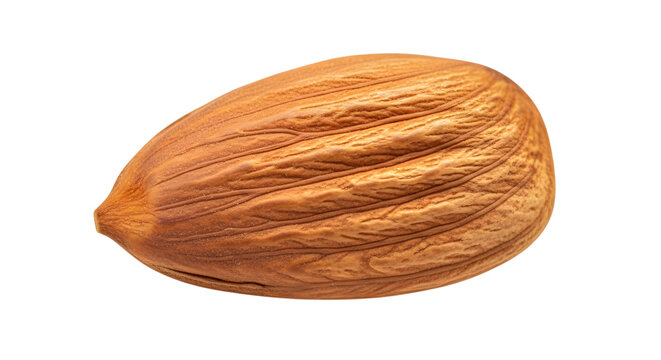 A detailed close up of a single apricot kernel showing texture and form isolated on transparent background