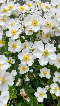 Blooming Japanese anemones with white petals and yellow center in garden, vertical video