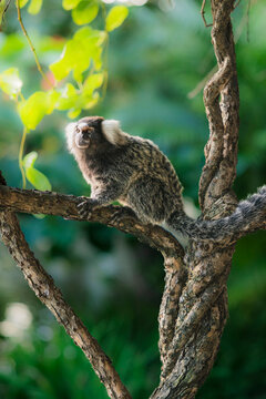 Common marmoset (Callithrix jacchus) , also called white-tufted marmoset or white-tufted-ear marmoset in Maceio, Alagoas, Brazil