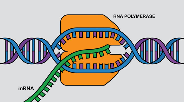 DNA Double Helix Transcribing into Messenger RNA Strand